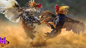 Đá Gà Thomo: Môn Thể Thao Truyền Thống Hàng Đầu Khu Vực