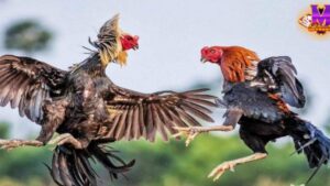 Đá Gà C1: Điểm Đến Hấp Dẫn Cho Người Yêu Thích Đá Gà