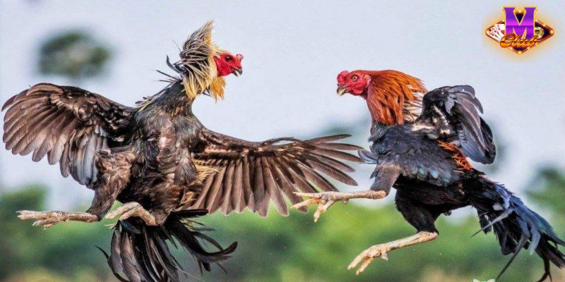 Đá Gà C1: Điểm Đến Hấp Dẫn Cho Người Yêu Thích Đá Gà