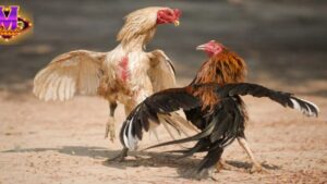 Đá Gà Online: Tìm Hiểu Chi Tiết Về Hình Thức Giải Trí Đang Hot Nhất Hiện Nay