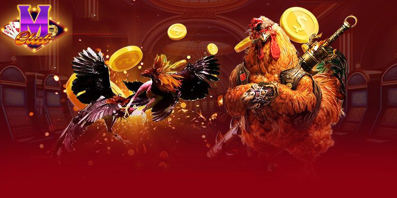 Lịch Đá Gà Thomo: Tất Tần Tật Những Thông Tin Quan Trọng Bạn Cần Biết